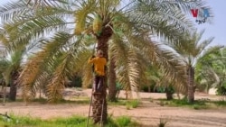 په عرب اماراتو کې د کجورو کاروبار وخت سره کميږي خو عربان يې د شوق دپاره کرونده کوي