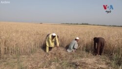 زراعت پوهان وايي، د پښتونخوا د غنمو کمی به دا کال کم وي ځکه پيداوار یې ډېر شوی
