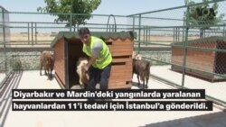 Diyarbakır ve Mardin’deki yangınlarda yaralanan hayvanlar tedavileri için İstanbul’a gönderildi