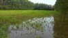 Maize Field