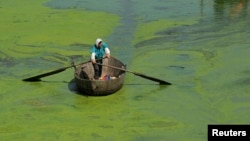 Tảo tràn ngập Hồ Sào ở Hợp Phì, An Huy, Trung Quốc, 3/6/2013. REUTERS/Stringer